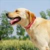 kf-Sbeb1e7fe23ed49bab7e267a40045dd50A SaeeNova Adjustable Nylon Embroidered Dog Collar